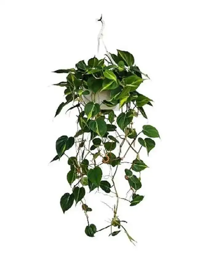 Philodendron Brasil
