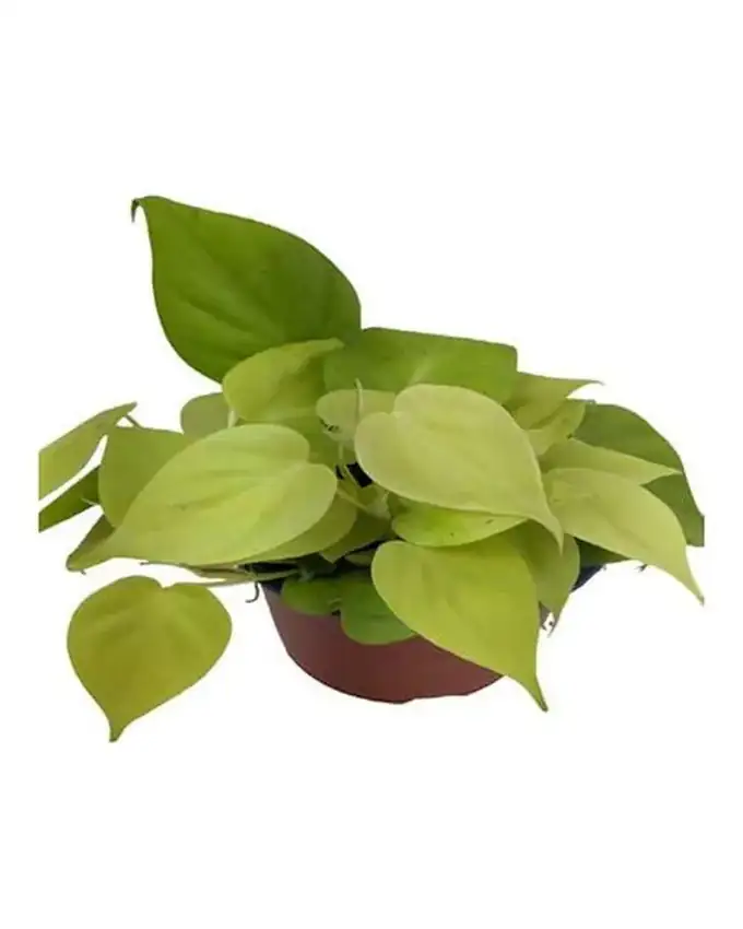 Philodendron Neon