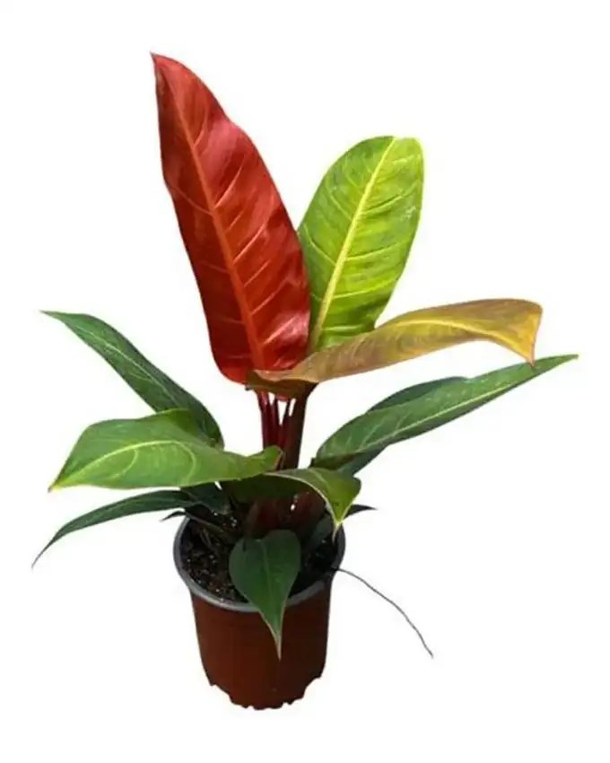 Philodendron Sun Red