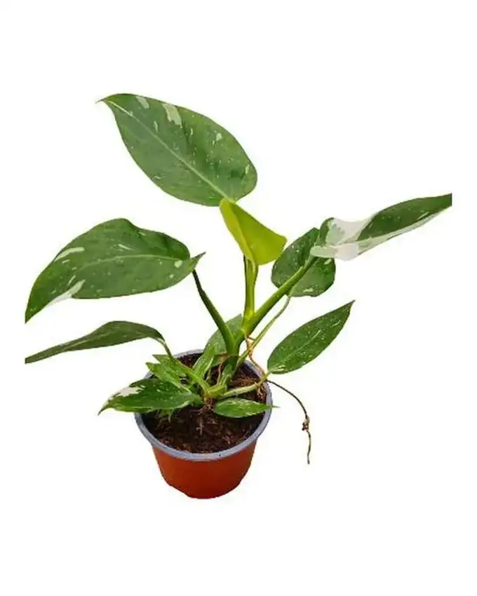 Philodendron White Wizard