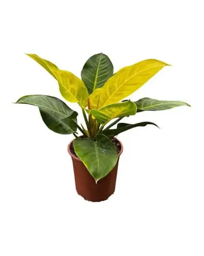 Philodendron Imperial Green