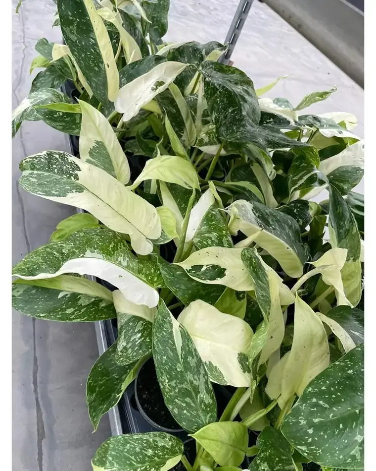 Philodendron José Buono 15 cm
