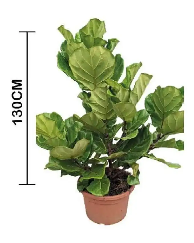 Ficus Lyrata