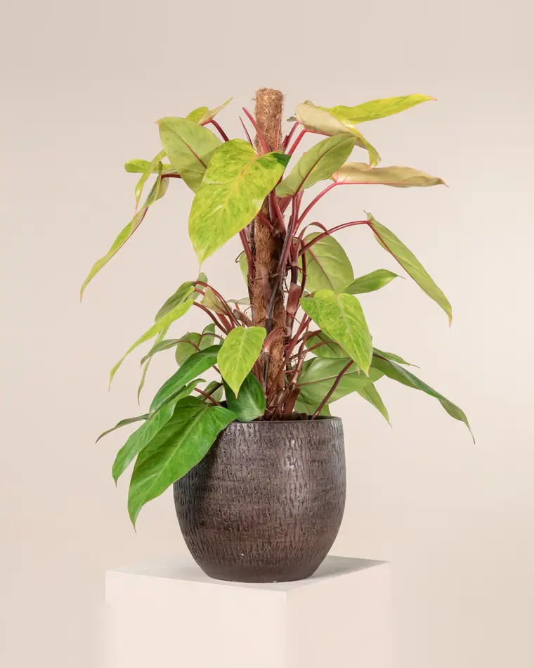 Philodendron Painted Lady 15 cm