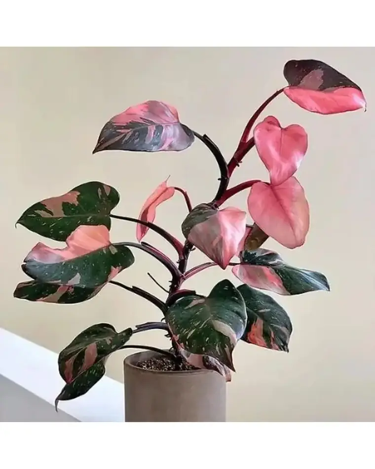 Philodendron Pink Princess Marble Galaxy 15 cm