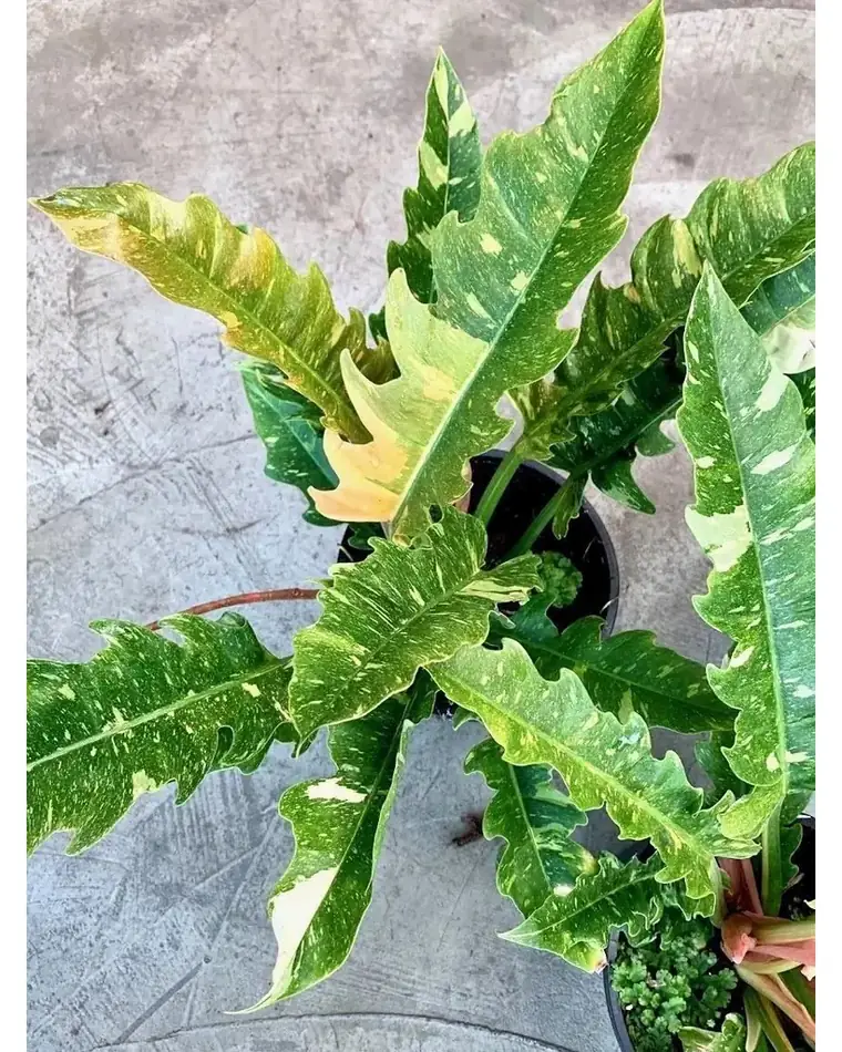 Philodendron Ring Of Fire 15 cm