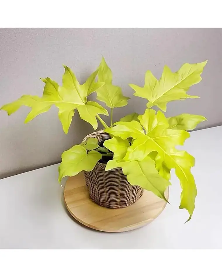 Philodendron Warscewiczii 15 cm