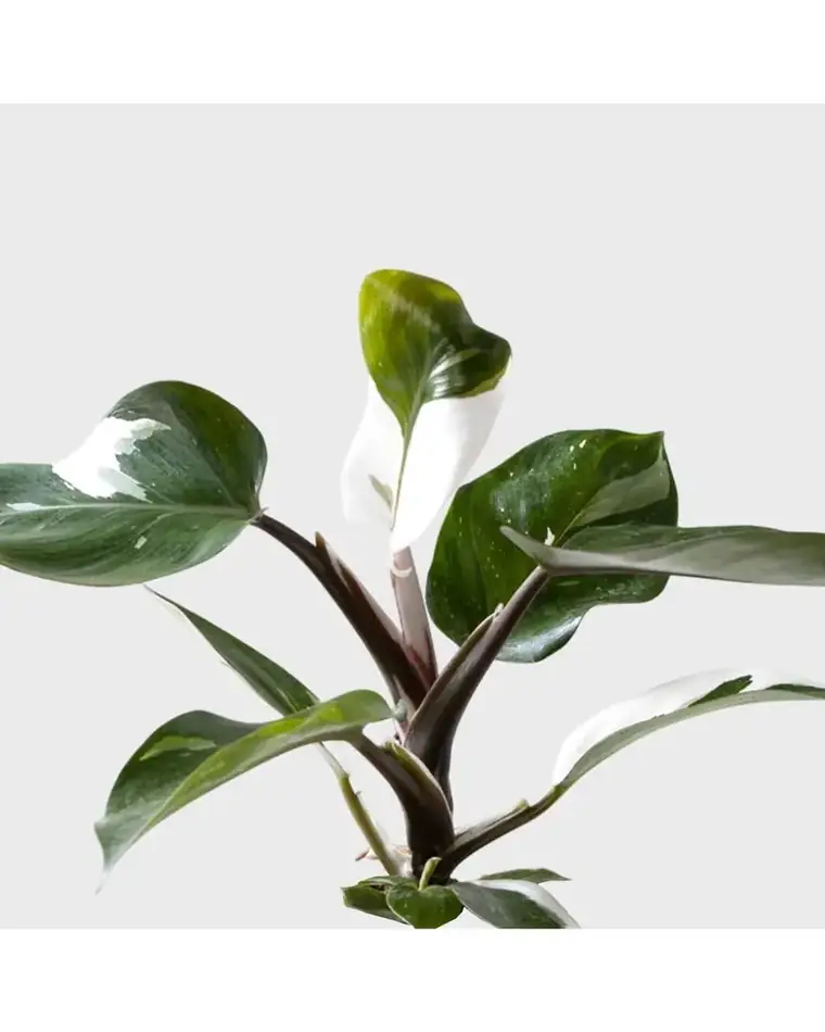 Philodendron White Knight 15 cm