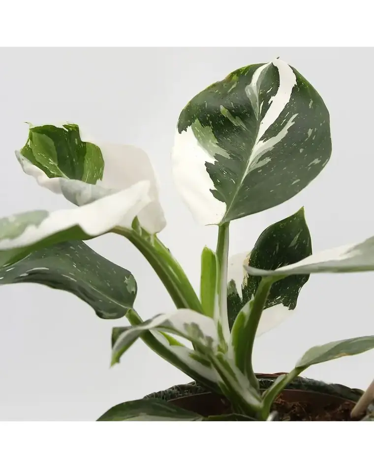 Philodendron White Wizard 15 cm