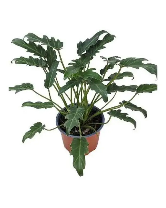 Philodendron Xanadu