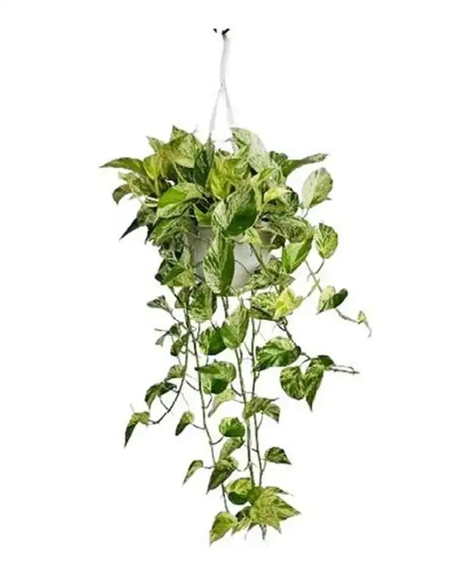 Potho Marble Queen