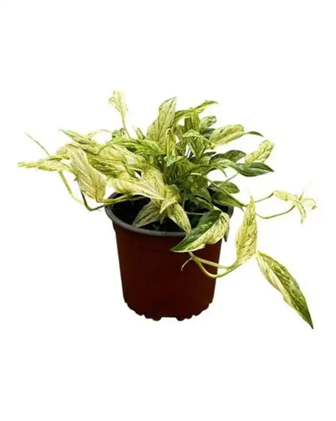Potho Mint