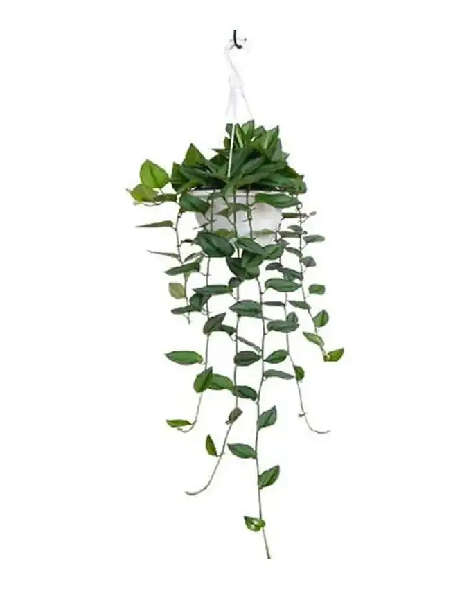 Potho Scindapsus Treubii Moonlight
