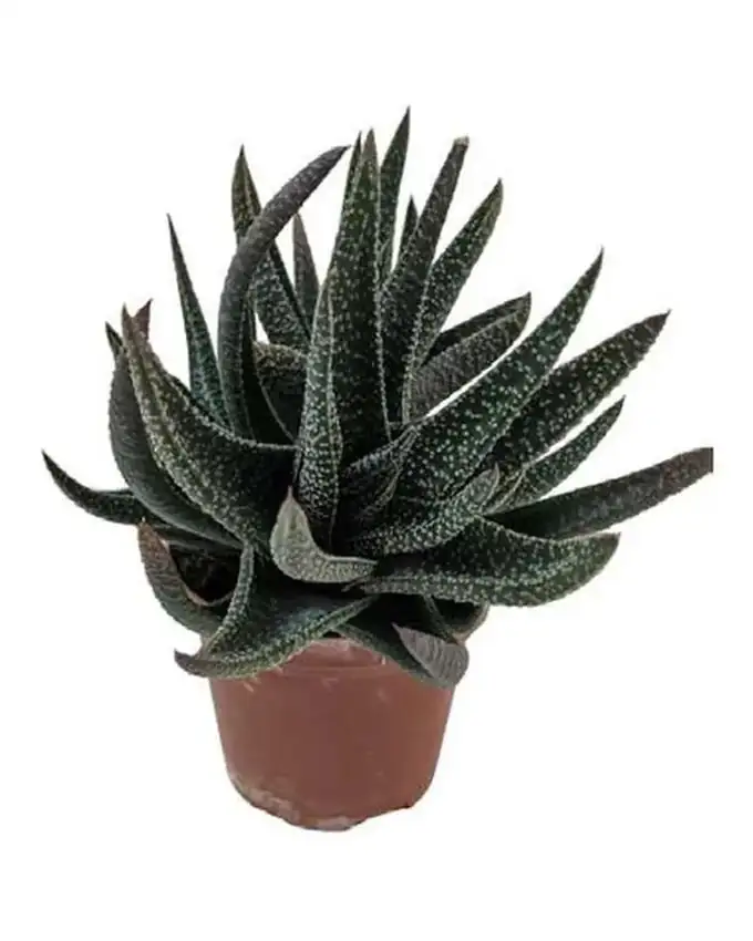 Rosa del desierto Aloe Faciata