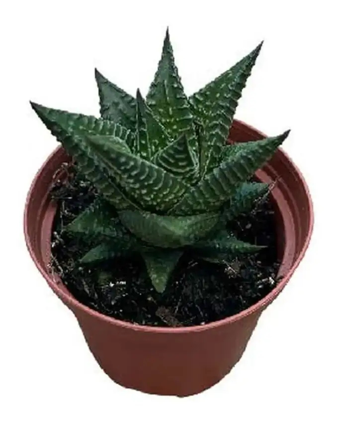 Rosa del desierto Aloe Limifolia