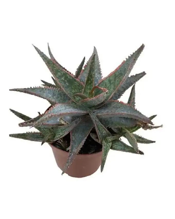 Rosa del desierto Aloe Navidad