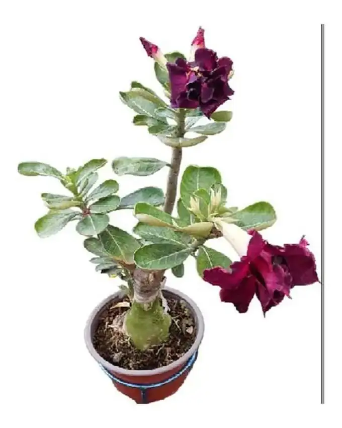 Rosa del desierto Flor Doble ( Variedad de Colores )