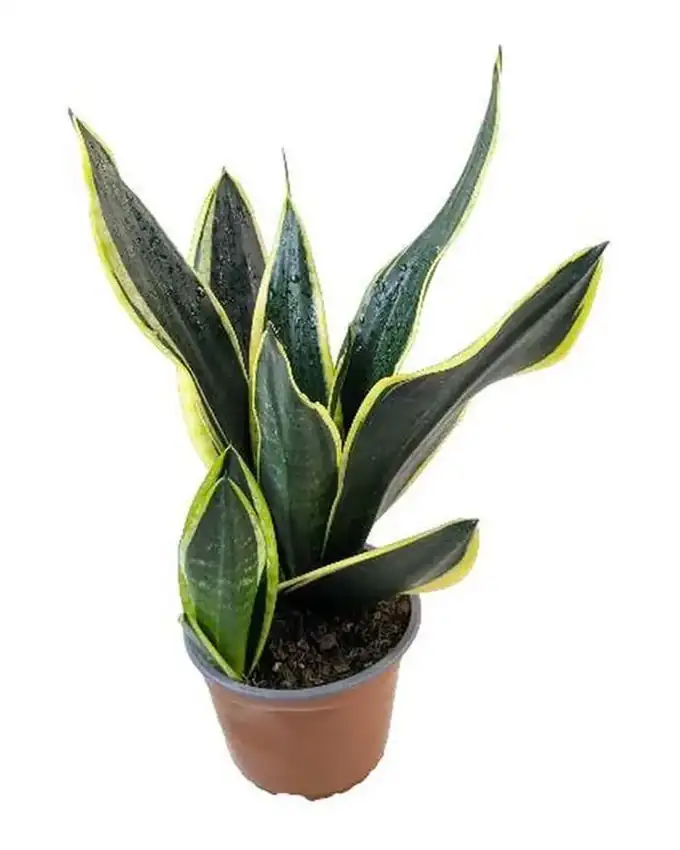 Sansevieria Black Gold