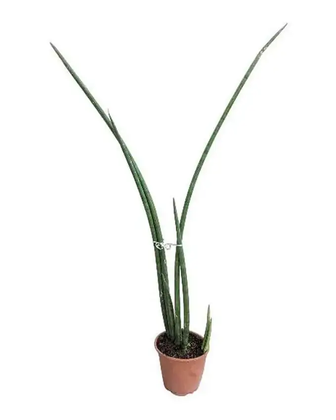 Sansevieria Cilindrica