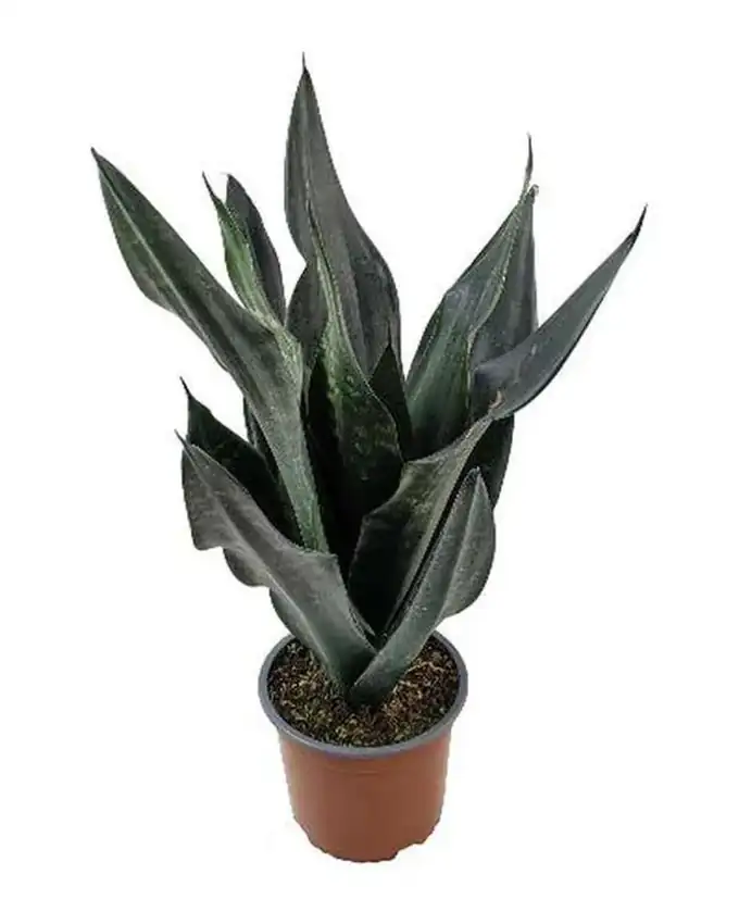 Sansevieria Dragón Negro
