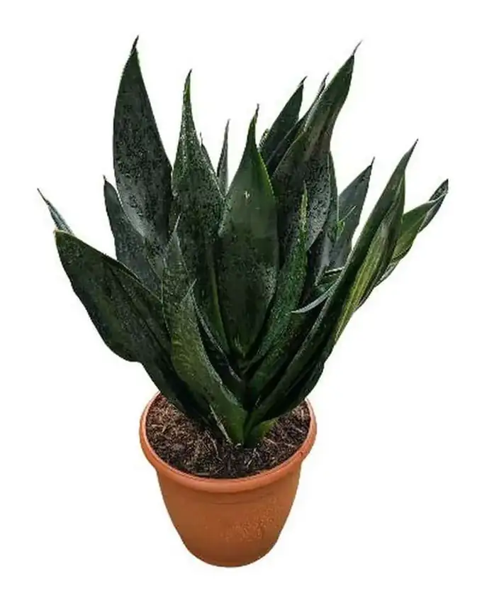 Sansevieria Dragón Negro