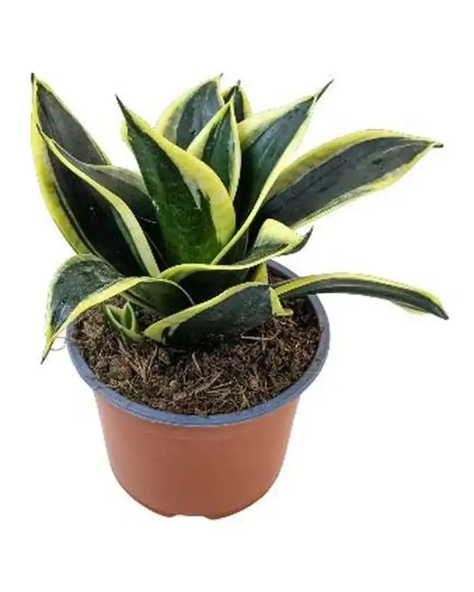 Sansevieria Hahnaii Black Gold
