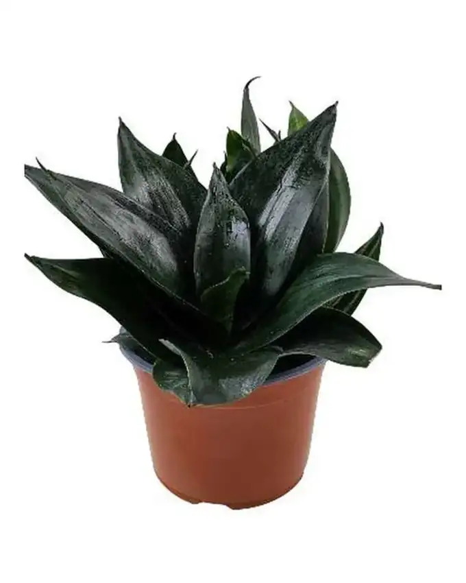 Sansevieria Hahnaii Dragón Negro