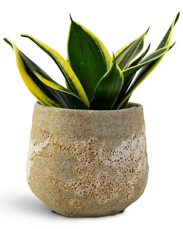 Sansevieria Laurentii Bird Nest