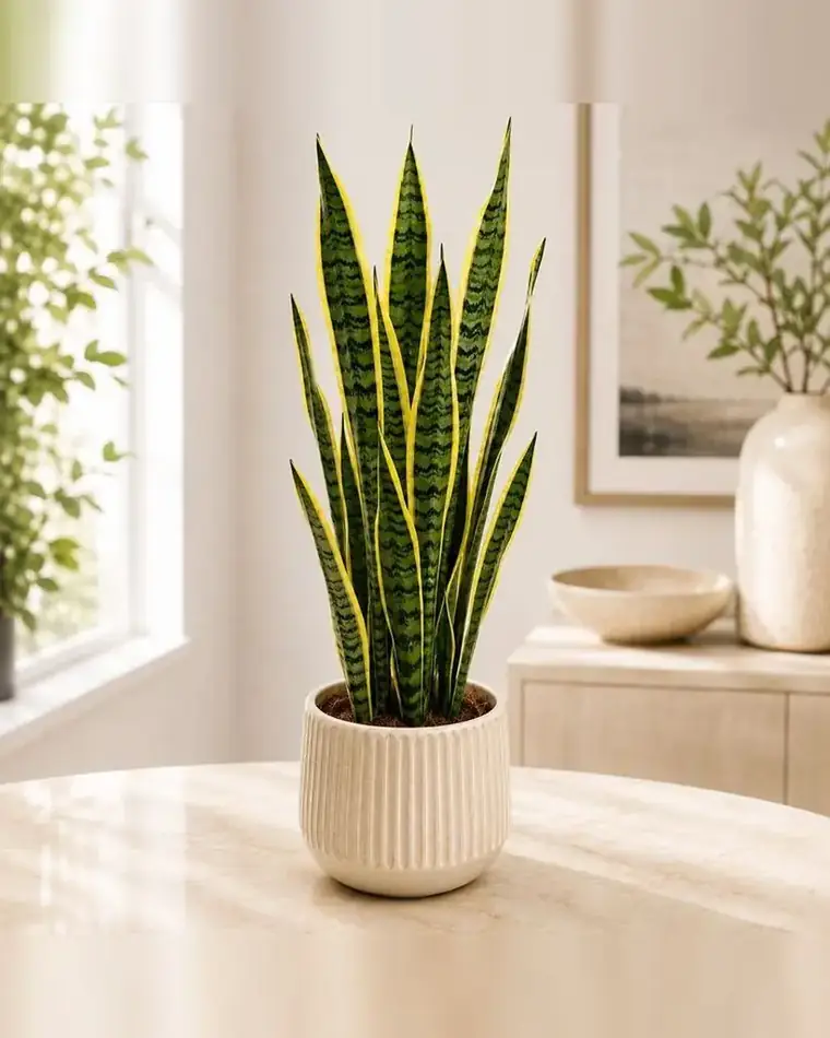 Sansevieria Laurentii