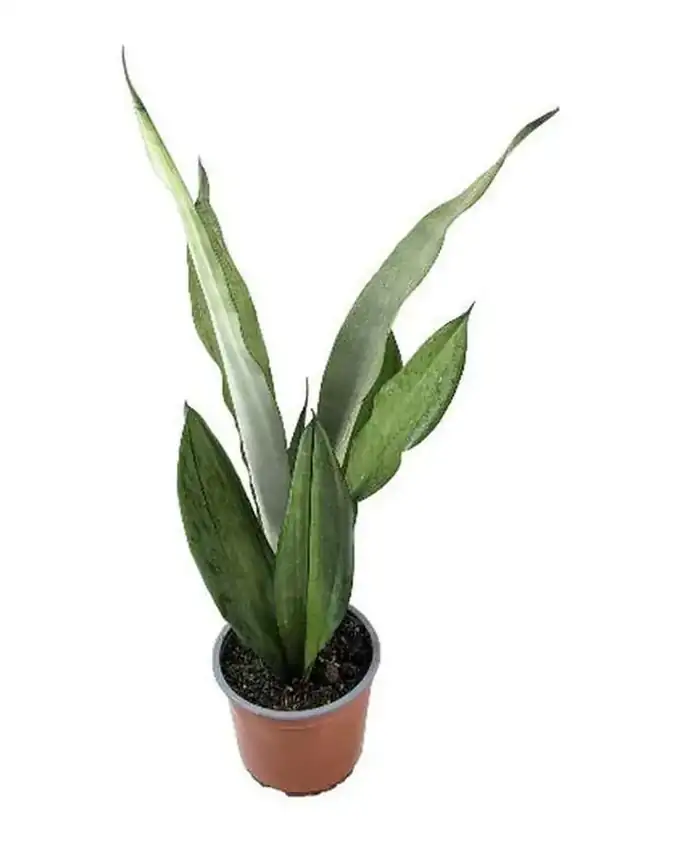 Sansevieria Moonlight