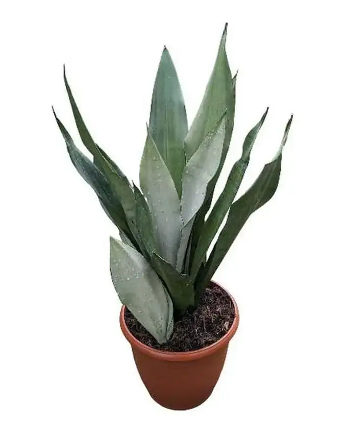 Sansevieria Moonlight