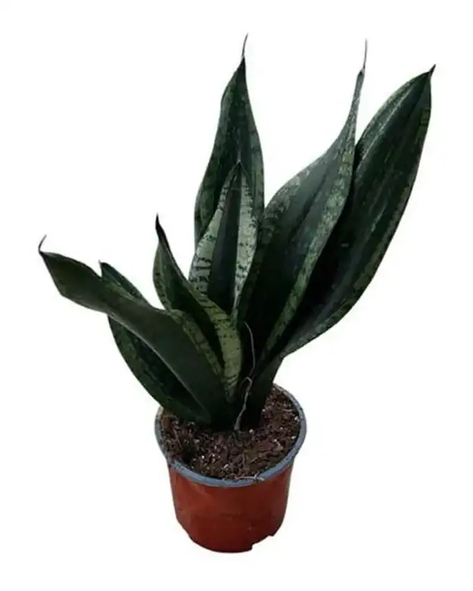Sansevieria Whitney
