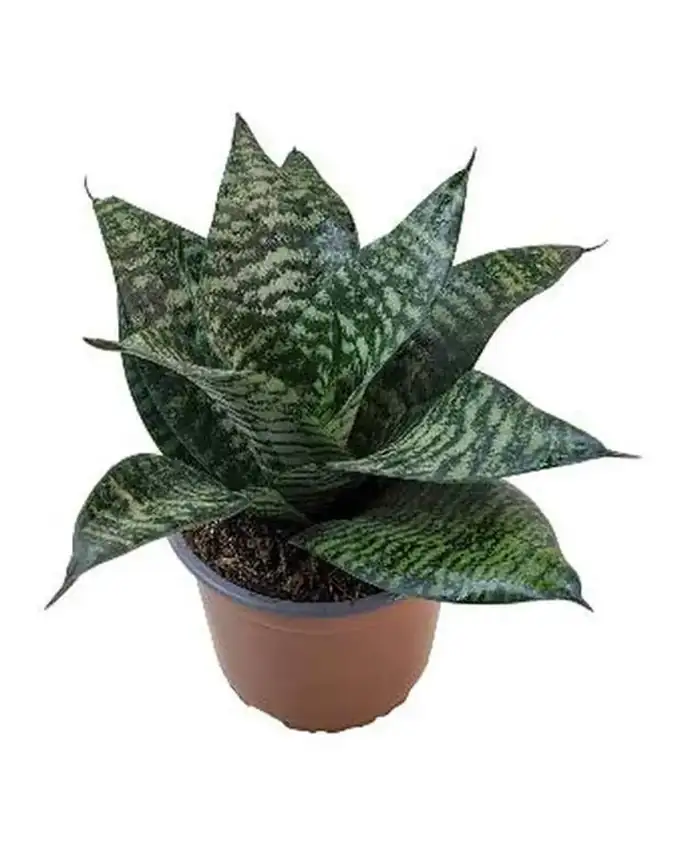 Sansevieria Zeylanica Hahnaii Snake