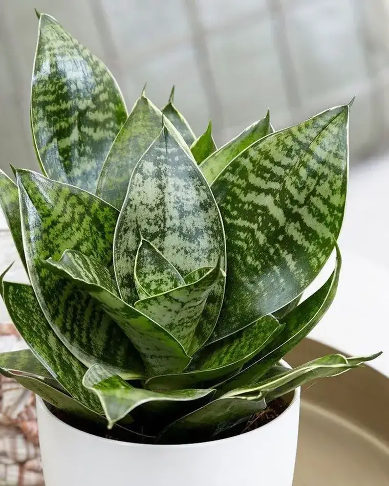 Sansevieria Zeylanica Bird Nest