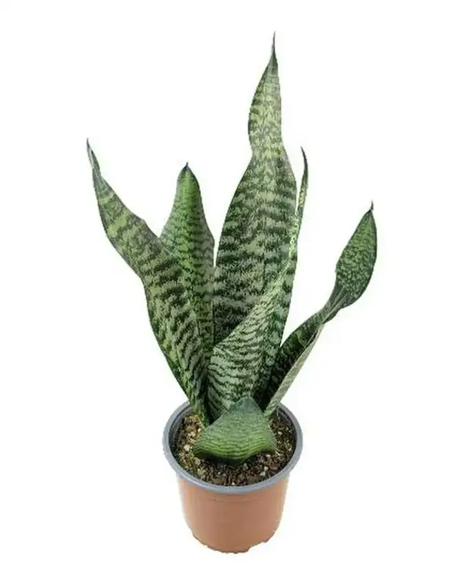 Sansevieria Zeylanica Snake