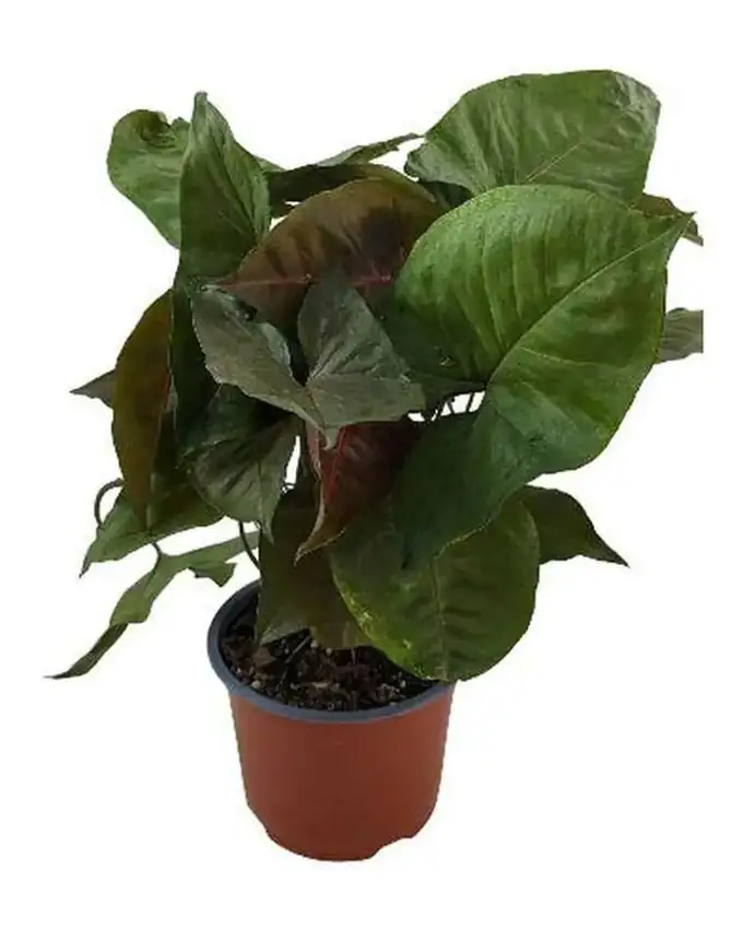 Syngonium Chocolate
