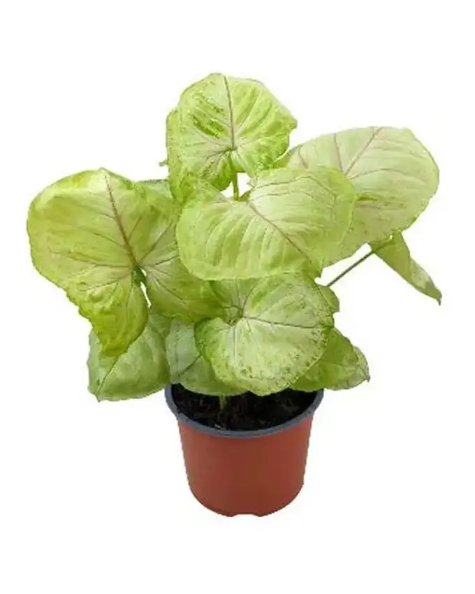 Syngonium Kiwi