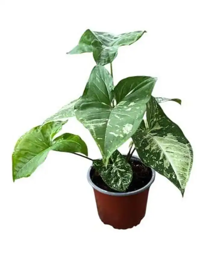 Syngonium Panda